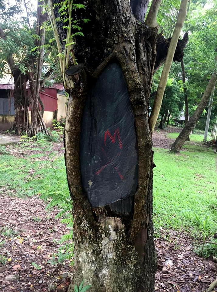 Ly kỳ trộm rải đinh, khóa cổng nhà dân trước khi cưa sưa quý