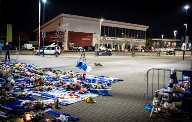 Khoảnh khắc chú cáo xuất hiện ở SVĐ King Power gây xúc động