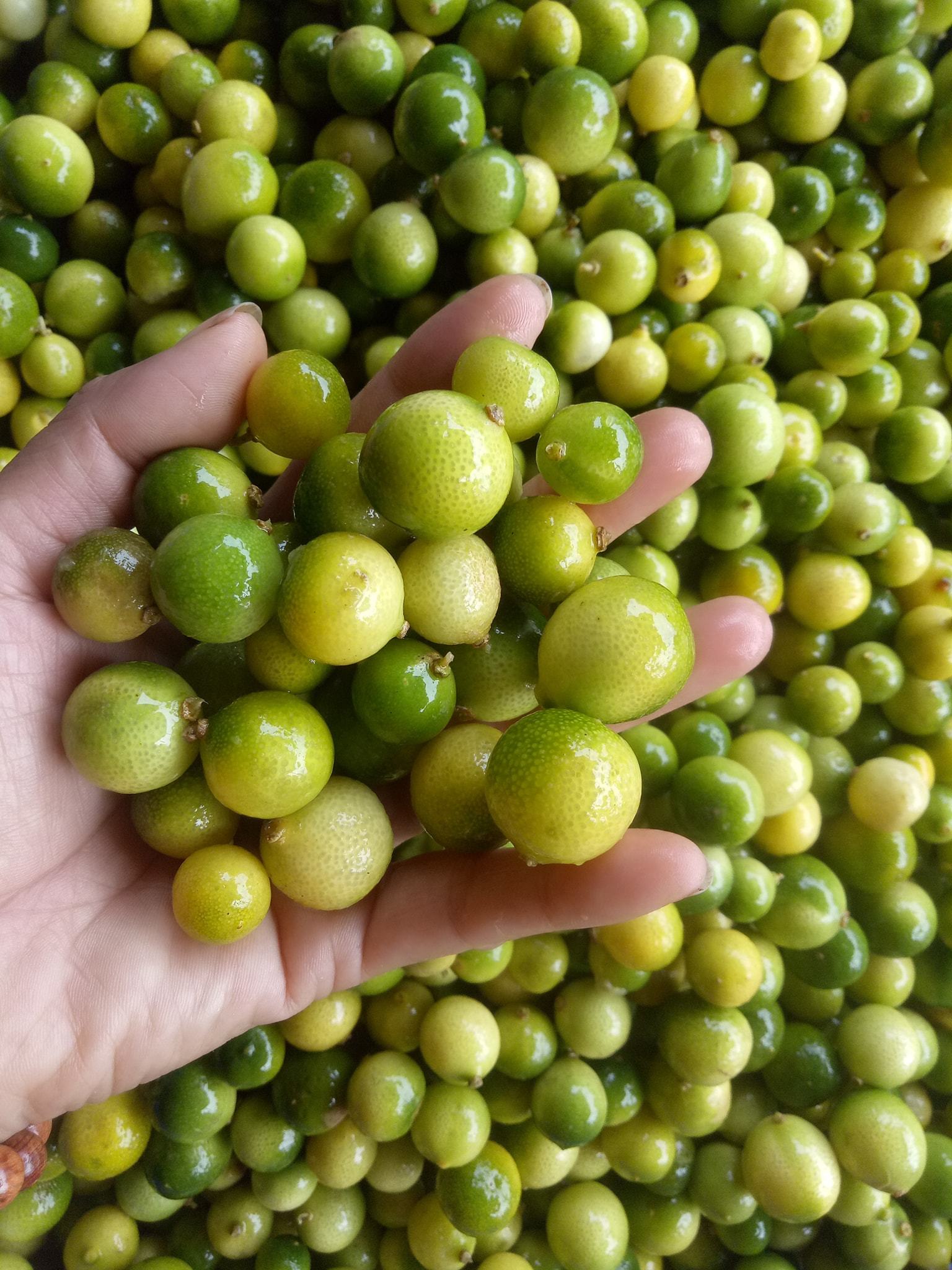 Sốt chanh rừng Mẫu Sơn: Công sở rỗi việc, chị gái bán cả tấn mỗi tuần