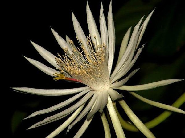 Loài hoa xương rồng chỉ nở vài giờ rồi chết và không thể nuôi trồng trong vườn đắt đến mức... vô giá