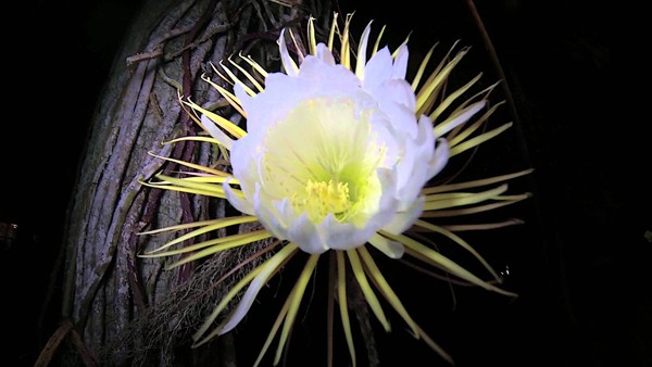 Loài hoa xương rồng chỉ nở vài giờ rồi chết và không thể nuôi trồng trong vườn đắt đến mức... vô giá