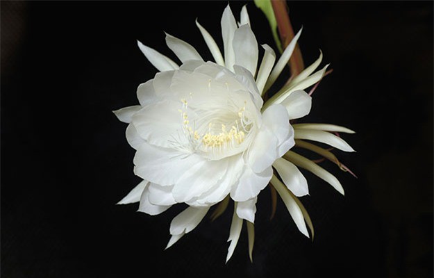 Loài hoa xương rồng chỉ nở vài giờ rồi chết và không thể nuôi trồng trong vườn đắt đến mức... vô giá