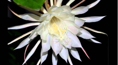 Loài hoa xương rồng chỉ nở vài giờ rồi chết và không thể nuôi trồng trong vườn đắt đến mức... vô giá