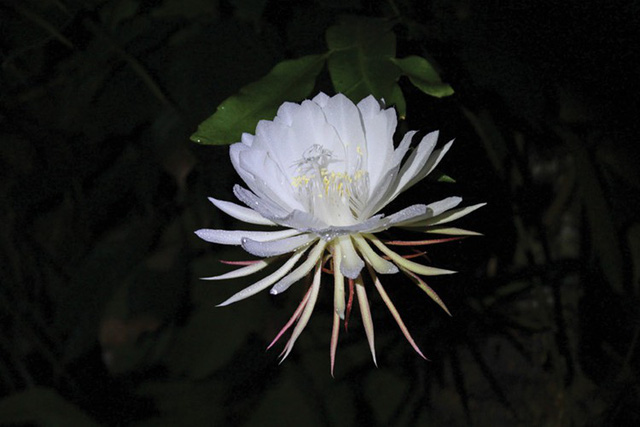 Loài hoa xương rồng chỉ nở vài giờ rồi chết và không thể nuôi trồng trong vườn đắt đến mức... vô giá