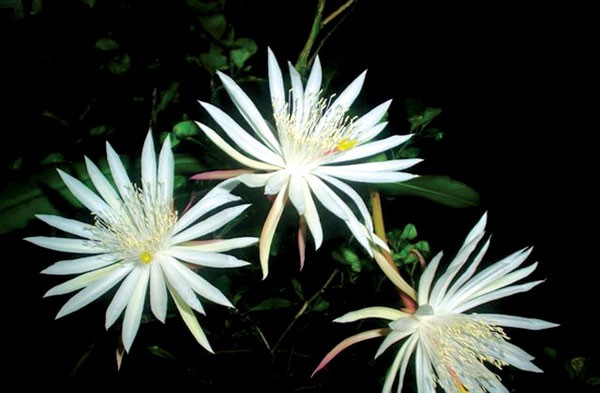 Loài hoa xương rồng chỉ nở vài giờ rồi chết và không thể nuôi trồng trong vườn đắt đến mức... vô giá