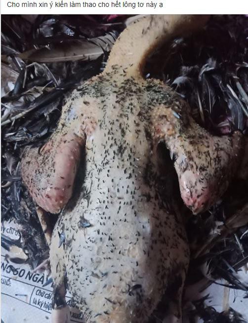 Bà nội trợ nhờ chỉ cách làm lông vịt cho sạch, chị em xui nhổ lông nách sao thì làm y vậy