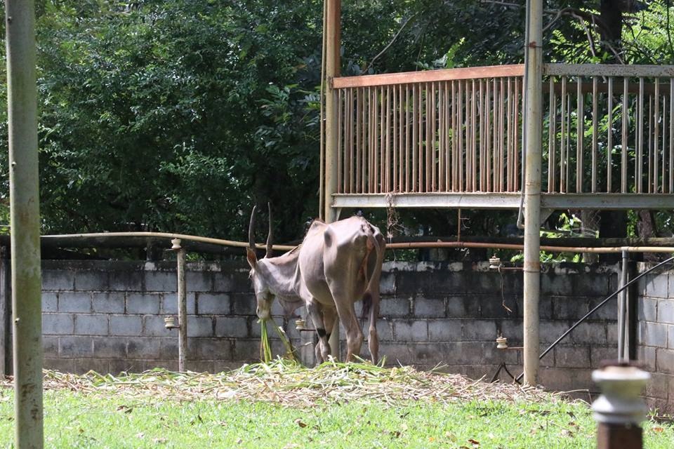 TP.HCM vào cuộc kiểm tra thông tin thú nuôi bị ngược đãi ở Củ Chi