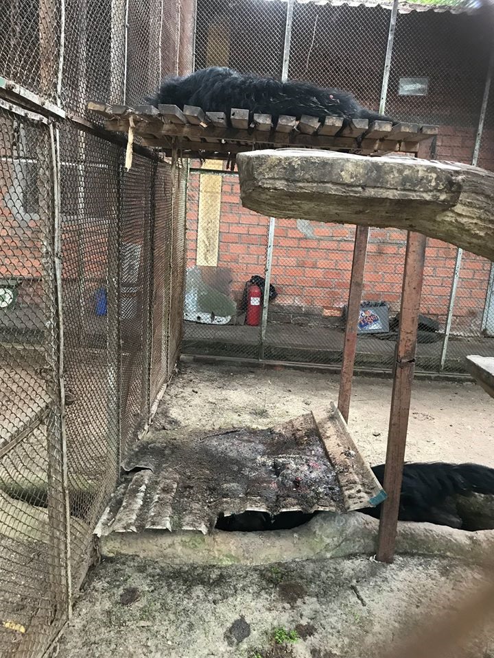 TP.HCM vào cuộc kiểm tra thông tin thú nuôi bị ngược đãi ở Củ Chi