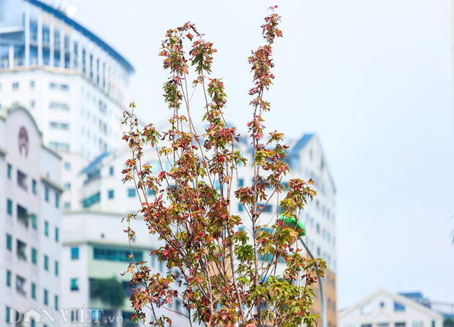 Ảnh: Ngỡ ngàng ngắm phong lá đỏ tại Hà Nội bắt đầu khoe sắc