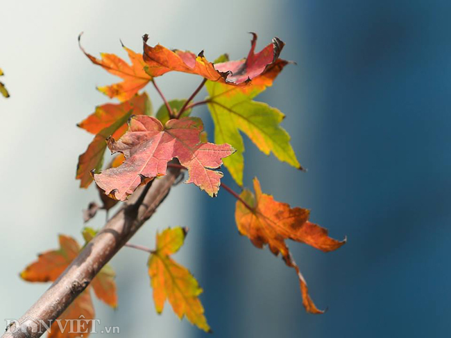 Ảnh: Ngỡ ngàng ngắm phong lá đỏ tại Hà Nội bắt đầu khoe sắc