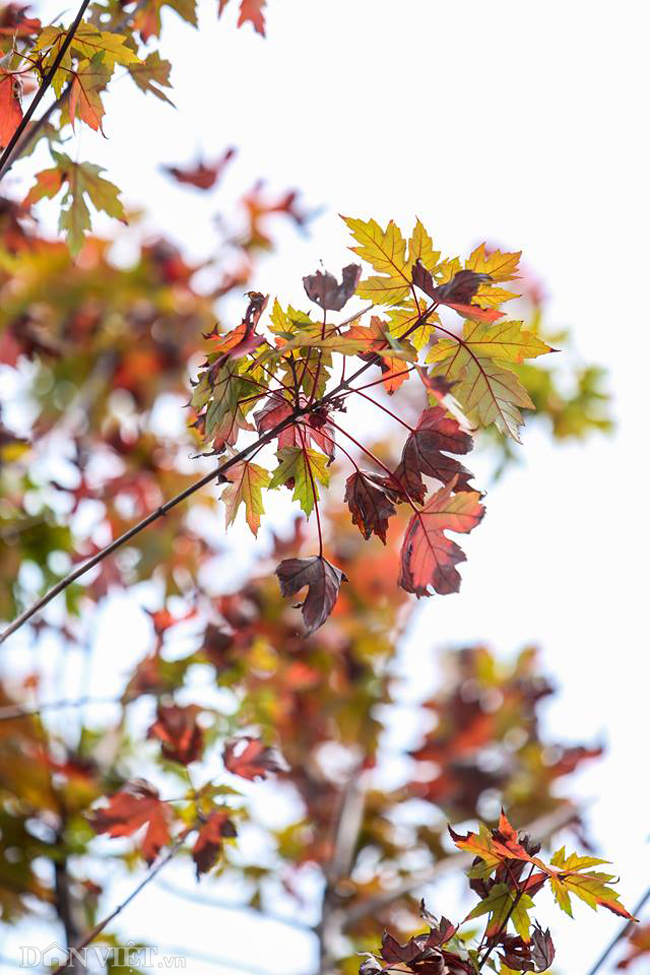 Ảnh: Ngỡ ngàng ngắm phong lá đỏ tại Hà Nội bắt đầu khoe sắc