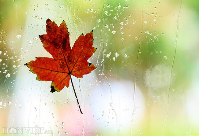 Ảnh: Ngỡ ngàng ngắm phong lá đỏ tại Hà Nội bắt đầu khoe sắc