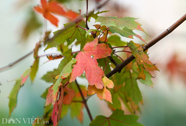 Ảnh: Ngỡ ngàng ngắm phong lá đỏ tại Hà Nội bắt đầu khoe sắc