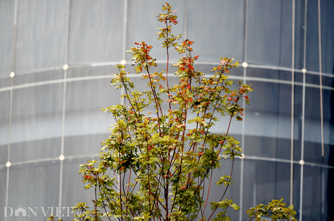 Ảnh: Ngỡ ngàng ngắm phong lá đỏ tại Hà Nội bắt đầu khoe sắc