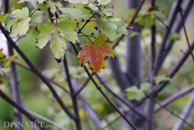 Ảnh: Ngỡ ngàng ngắm phong lá đỏ tại Hà Nội bắt đầu khoe sắc