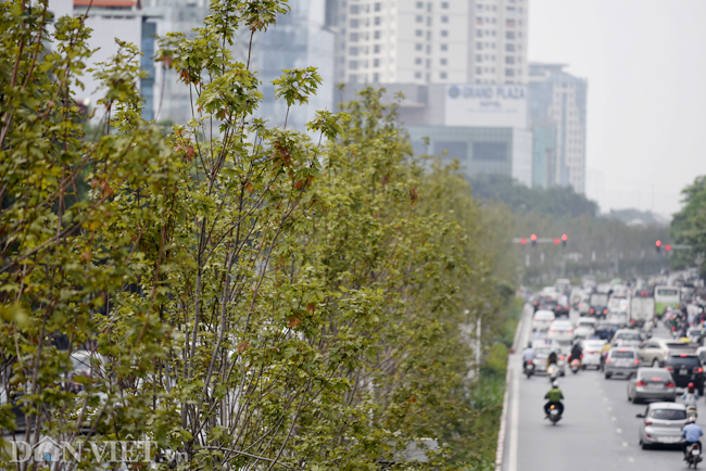 Ảnh: Ngỡ ngàng ngắm phong lá đỏ tại Hà Nội bắt đầu khoe sắc