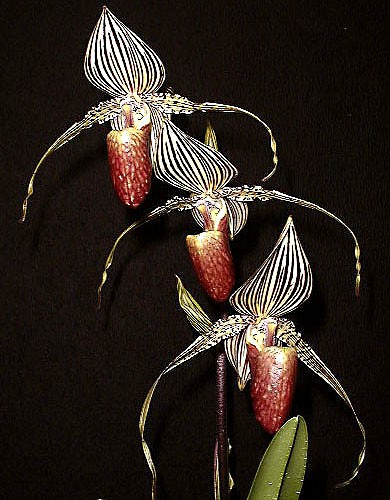 Loài hoa lan 15 năm mới nở một lần, 136 triệu đồng/cây