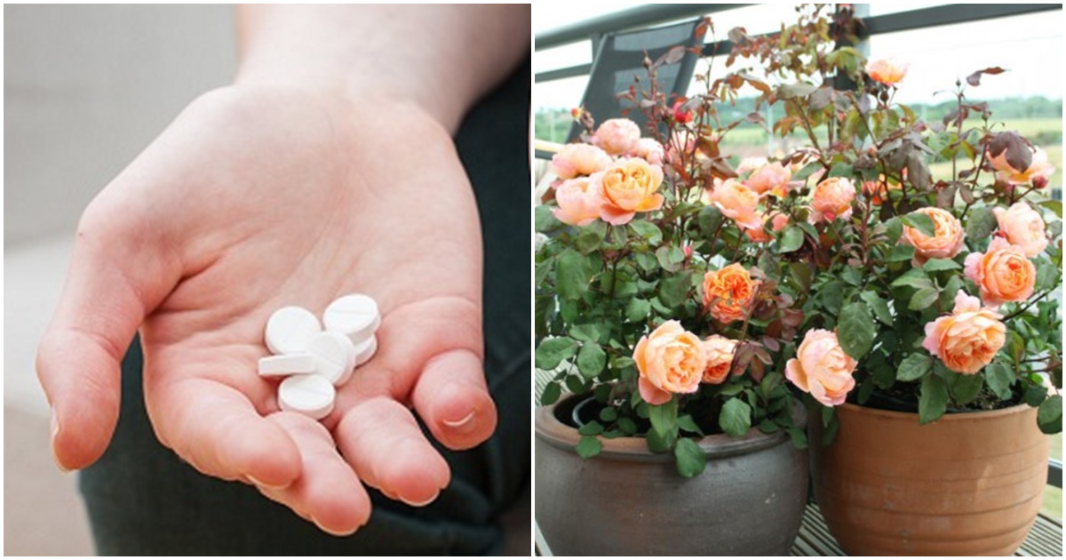 Thần dược trong tủ thuốc gia đình khiến hoa cỏ héo úa hồi sinh trong phút chốc