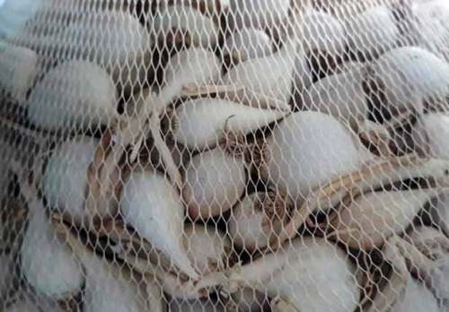 Tỏi Lý Sơn rớt giá, tồn dư hàng trăm tấn