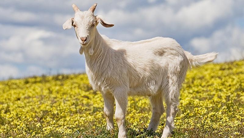 Nhà có 3 con giáp này, nghèo tới đâu năm 2023 cũng đổi vận bất ngờ, phát tài phát lộc