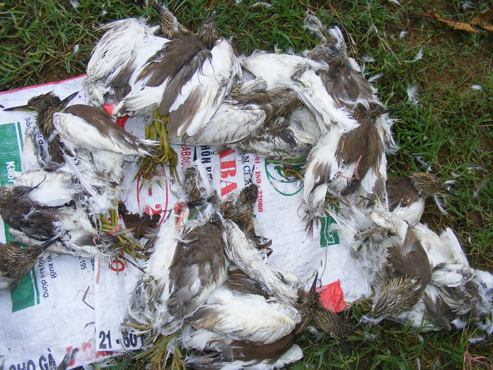 Rùng mình, chim trời bị khâu mắt, vặt lông sống giữa đồng