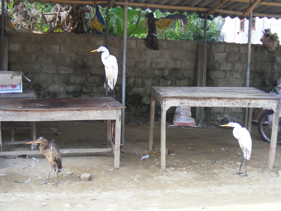 Rùng mình, chim trời bị khâu mắt, vặt lông sống giữa đồng