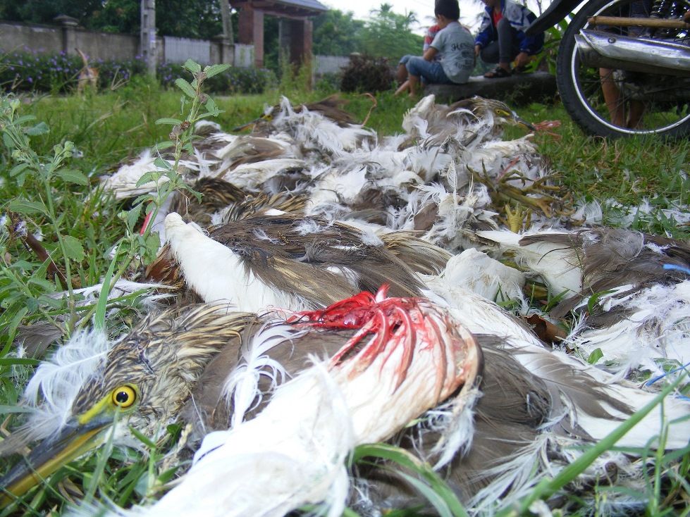 Rùng mình, chim trời bị khâu mắt, vặt lông sống giữa đồng