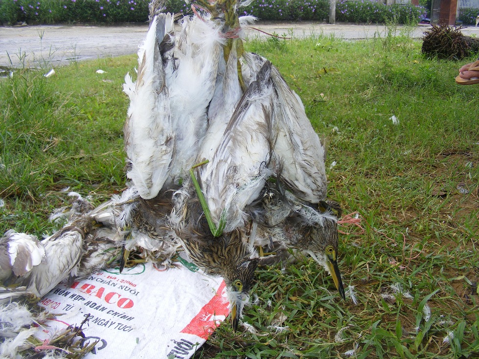 Rùng mình, chim trời bị khâu mắt, vặt lông sống giữa đồng