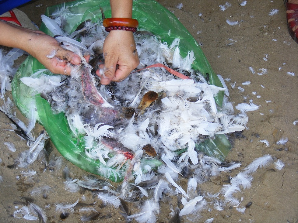 Rùng mình, chim trời bị khâu mắt, vặt lông sống giữa đồng