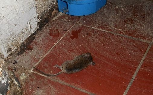 Diệt sạch chuột trong 1 đêm chỉ với 3 củ khoai tây