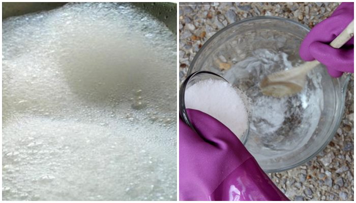 Diệt sạch chuột trong 1 đêm chỉ với 3 củ khoai tây