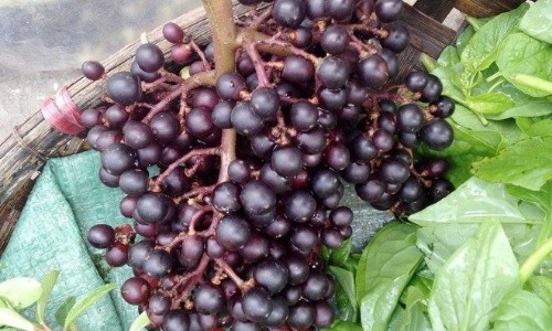 Chanh, nho rừng đắt khách