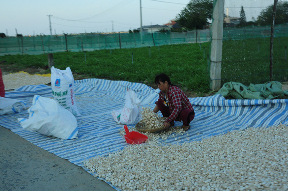Chém gió về tỏi Lý Sơn ở Thương vụ bạc tỉ bị phản ứng dữ dội