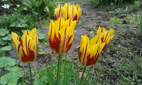 Chiêm ngưỡng loài hoa tulip thuần chủng có nguồn gốc từ thế kỷ 17 giá cực đắt đỏ