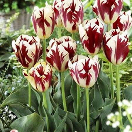 Chiêm ngưỡng loài hoa tulip thuần chủng có nguồn gốc từ thế kỷ 17 giá cực đắt đỏ