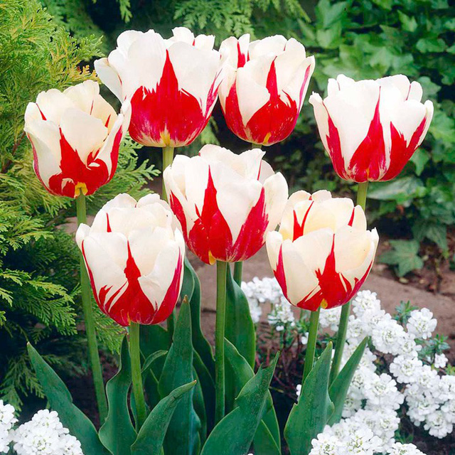 Chiêm ngưỡng loài hoa tulip thuần chủng có nguồn gốc từ thế kỷ 17 giá cực đắt đỏ