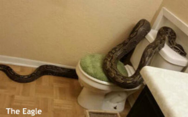 Góc hữu ích: Lính cứu hỏa Thái Lan hướng dẫn cách xử lý khi gặp rắn hổ mang ở trong nhà chỉ với 1 chiếc khăn tắm