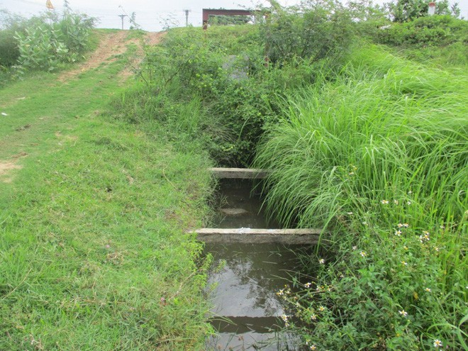 Chuyện lạ không thể hiểu nổi ở Bình Định: Bò trượt ngã lộ ra bê tông cốt... cây