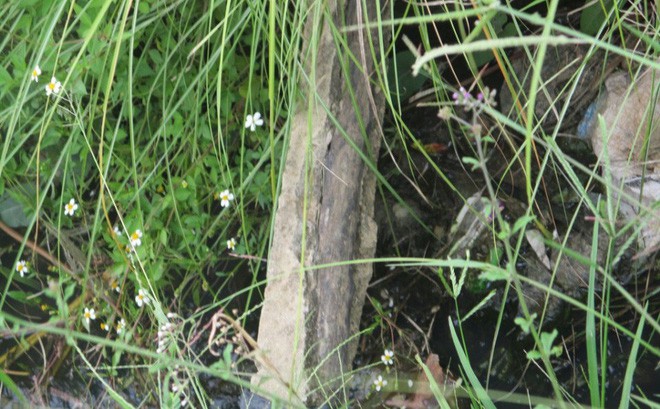 Chuyện lạ không thể hiểu nổi ở Bình Định: Bò trượt ngã lộ ra bê tông cốt... cây