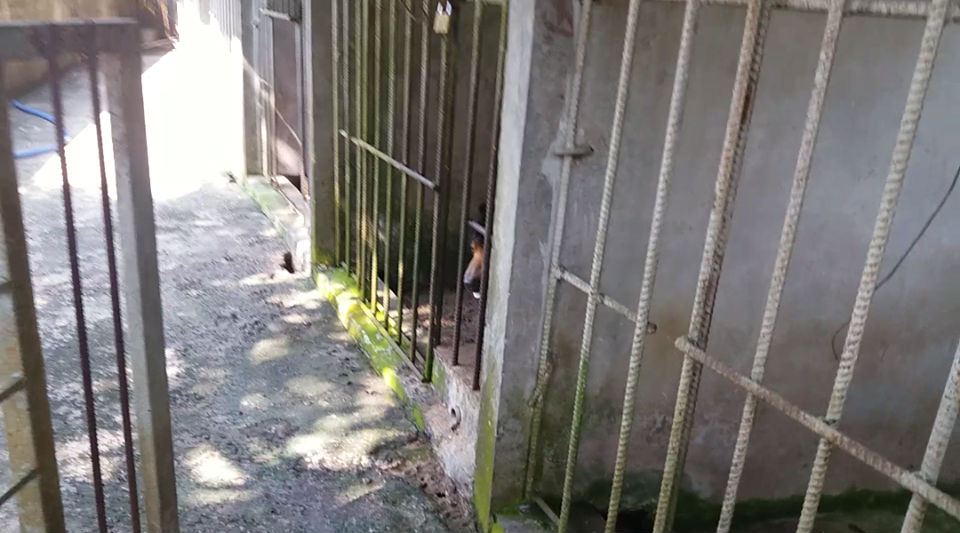 Cận cảnh thú nuôi bị coi là ngược đãi tại vườn thú Công viên nước Củ Chi