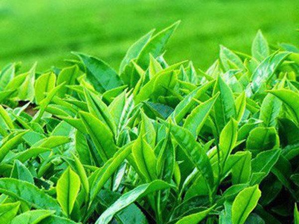 Chè Ô long của Việt Nam xuất khẩu đạt giá tới gần 6.000 USD/tấn