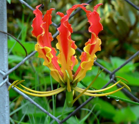 Giật mình với màu sắc hoa Lily lửa cũng như giá của nó