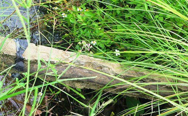 Vụ con bò ngã lộ ra bê tông cốt gỗ: Có lẽ công nhân nghịch ngợm làm chuyện trời ơi