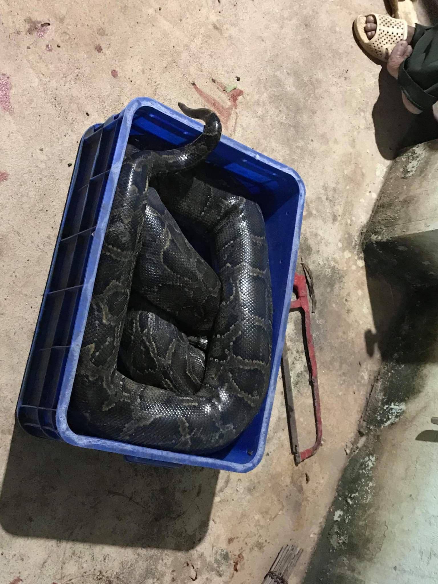 Đồng Nai: Nam thanh niên 20 tuổi nghi bị trăn quấn tử vong