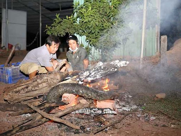 Nghi vấn nam thanh niên bị trăn nuôi siết chết ở Đồng Nai