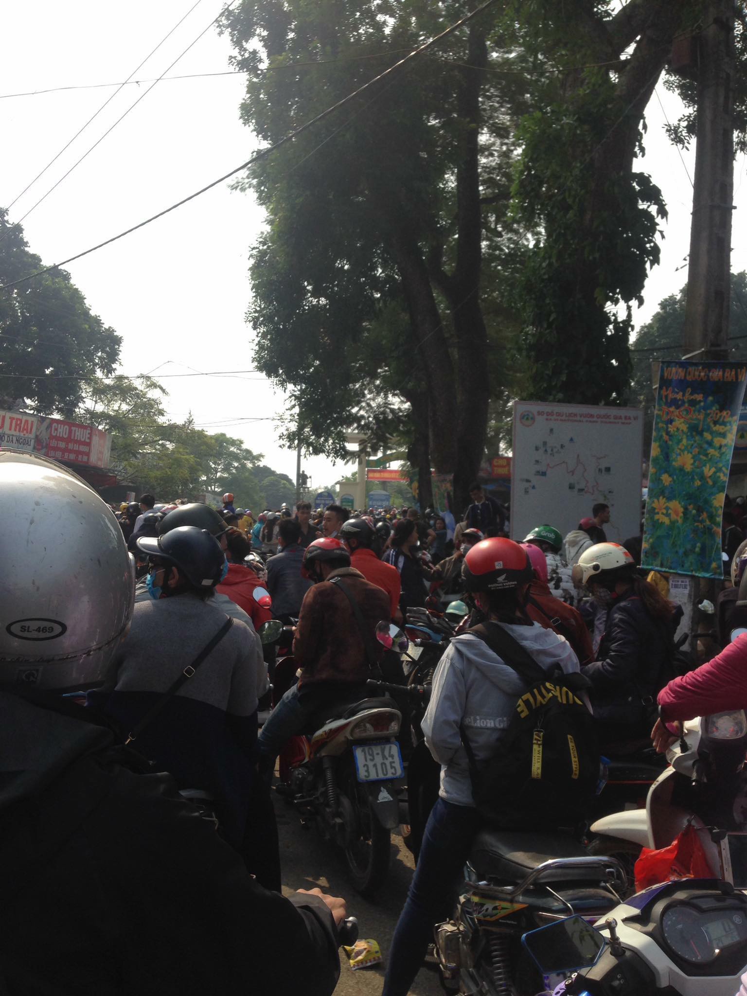 Dân phượt kéo đến ngắm hoa dã quỳ, đường lên Ba Vì thất thủ ngày cuối tuần