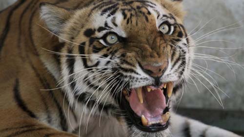 Dân làng Ấn Độ dùng máy kéo nghiền con hổ vồ chết người