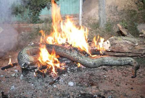 Con trăn siết chết nam thanh niên: Có thể nạn nhân bắt ra chơi, trăn trở chứng siết cổ