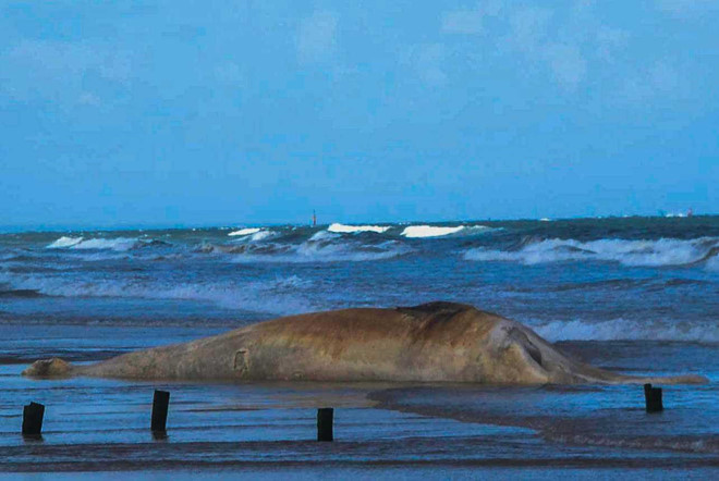 Xác cá voi nặng 10 tấn dạt vào bờ biển Quảng Trị