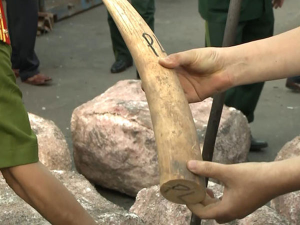 Truy tìm chủ lô hàng 10 tấn ngà voi, vảy tê tê nhập lậu vào Đà Nẵng